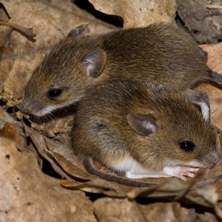 Уничтожения мышей в частном доме в Ленинск-Кузнецке?