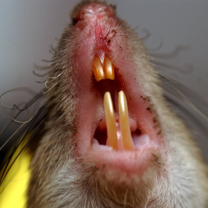 Дератизация крыс в Ленинск-Кузнецке?